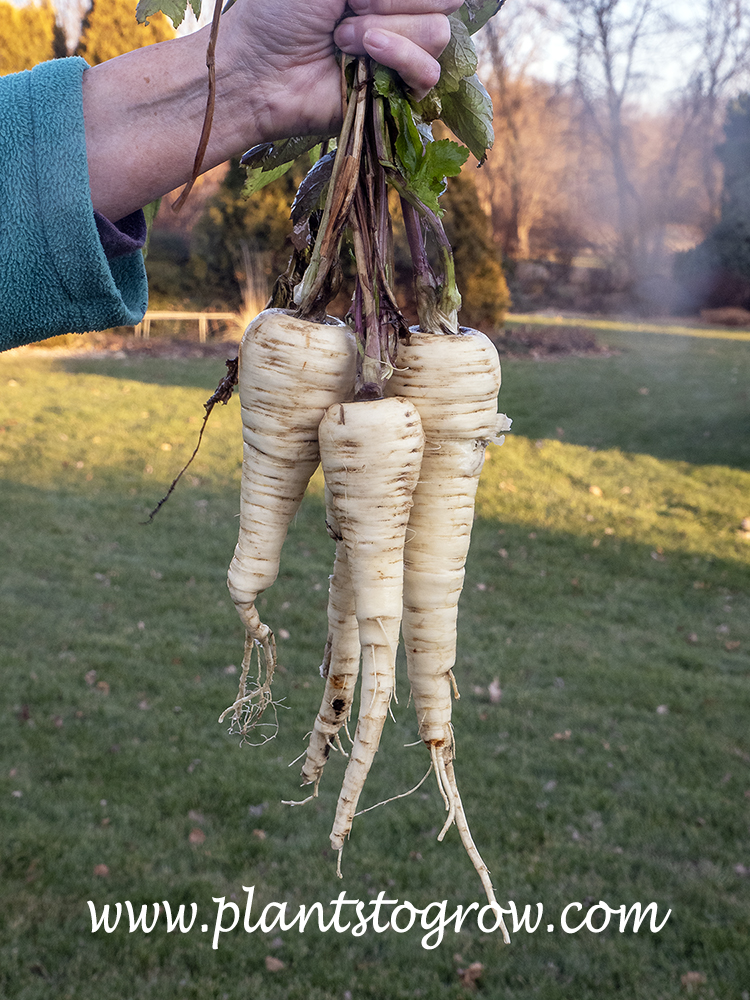 Albion Parsnips (Pastinaca sativa)
These were roosted and ate a few hours after this image was taken.
